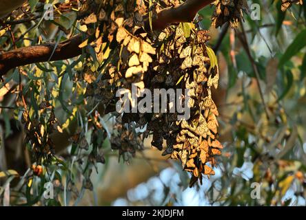 Monarch Butterfly Cluster - Natural Bridge State Park, Santa Cruz Stockfoto