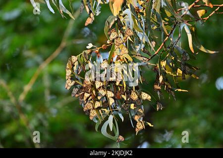 Monarch Butterfly Cluster - Natural Bridge State Park, Santa Cruz Stockfoto