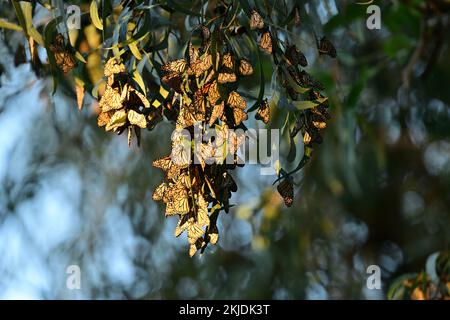 Monarch Butterfly Cluster - Natural Bridge State Park, Santa Cruz Stockfoto