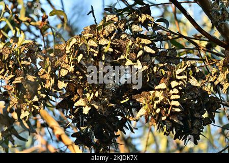 Monarch Butterfly Cluster - Natural Bridge State Park, Santa Cruz Stockfoto