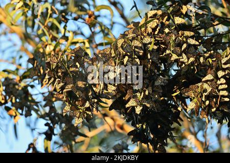 Monarch Butterfly Cluster - Natural Bridge State Park, Santa Cruz Stockfoto