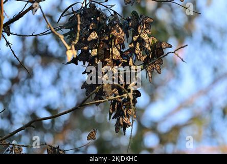 Monarch Butterfly Cluster - Natural Bridge State Park, Santa Cruz Stockfoto