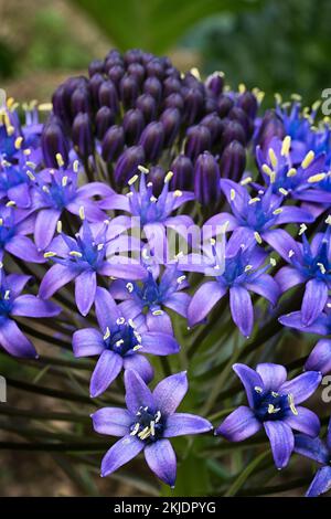 Portugiesischer Tintenfisch (Scilla peruviana). Asparagaceae, Zierbulbuspflanze. Lila Blume. Stockfoto