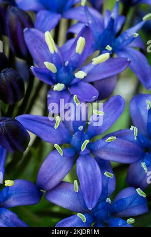 Portugiesischer Tintenfisch (Scilla peruviana). Asparagaceae, Zierbulbuspflanze. Lila Blume. Stockfoto