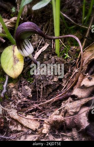 Mäusepflanze (Arisarum proboscideum). Araceae. Rhizomatöse ganzjährige Pflanze des Unterwuchses. Wilde Pflanze. Blume mit sinkendem Spathe. Stockfoto