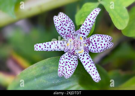 Krötenlilie (Tricyrtis hirta). Liliengewächse. Stockfoto
