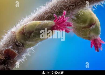 Gemeine Hasel (Corylus avellana). Betulaceae. Weibliche Blumen. Laubbaum, wild und kultiviert für essbare Früchte. Stockfoto