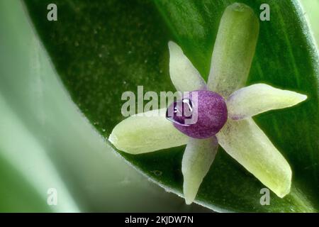 Der Metzgerbesen (Ruscus aculeatus). Asparagaceae. Immergrüner Strauch. Wilde Pflanze. Blume. Stockfoto