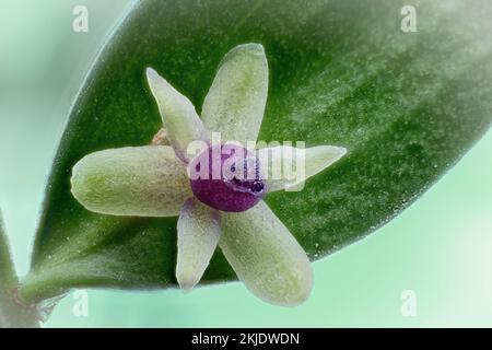 Der Metzgerbesen (Ruscus aculeatus). Asparagaceae. Immergrüner Strauch. Wilde Pflanze. Blume. Stockfoto