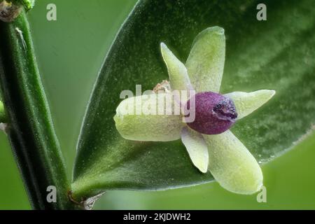 Der Metzgerbesen (Ruscus aculeatus). Asparagaceae. Immergrüner Strauch. Wilde Pflanze. Blume. Stockfoto