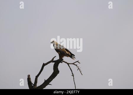 Ein Goldener Adler (Aquila chrysaetos), der auf einem Ast am Himmel steht Stockfoto