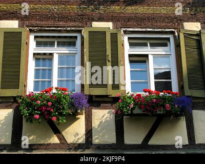 Nahaufnahme von zwei Fenstern mit Blumen in einem mittelalterlichen Haus mit Holzrahmen in Waiblingen Stockfoto