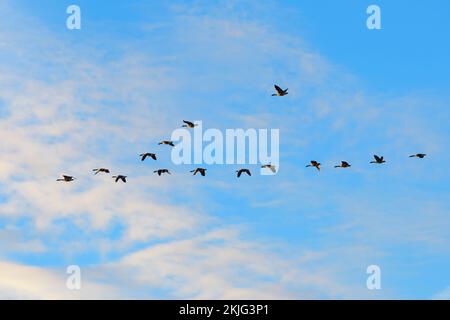 Kanadische Gänse fliegen im Herbst in V-Formation Stockfoto
