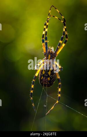 Eine gelbe Gartenspinne (Argiope Aurantia) dehnt sich auf ihrem Netz aus. Raleigh, North Carolina. Stockfoto