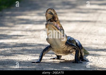 Big Cypress National Preserve, USA. 24.. November 2022. Am 24. November 2022 verschlingt ein Alligator einen Fischkadaver im Big Cypress National Preserve in Florida. Der Big Cypress Swamp ist ein Süßwassersumpf in der Nähe des Everglades-Nationalparks. (Foto: Ronen Tivony/Sipa USA) *** Bitte verwenden Sie den Kredit aus dem Feld „Credit“ *** Kredit: SIPA USA/Alamy Live News Stockfoto