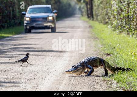 Big Cypress National Preserve, USA. 24.. November 2022. Am 24. November 2022 überquert ein Alligator die Straße im Big Cypress National Preserve in Florida. Der Big Cypress Swamp ist ein Süßwassersumpf in der Nähe des Everglades-Nationalparks. (Foto: Ronen Tivony/Sipa USA) *** Bitte verwenden Sie den Kredit aus dem Feld „Credit“ *** Kredit: SIPA USA/Alamy Live News Stockfoto