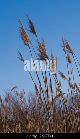 Schilf im Wind im Sumpfgebiet, mit Sumpfgräsern im Spätwinter gegen den blauen Himmel, der aufblickt, selektiver Fokus auf Schilf Stockfoto