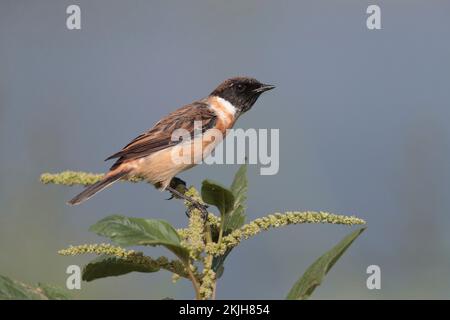 Amur Stonechat (Saxicola stejnegeri), einzelner Vogel auf der Vegetation, Mai Po Nature Reserve, New Territories, Hongkong, China Nov 2022 Stockfoto