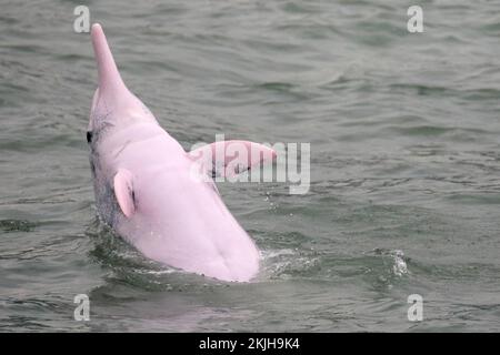 Chinesischer weißer Delfin (Sousa chinensis), westlich der Insel Lantau, im Brackwasser des Pearl River, Hongkong, China, 6. November 2022 Stockfoto