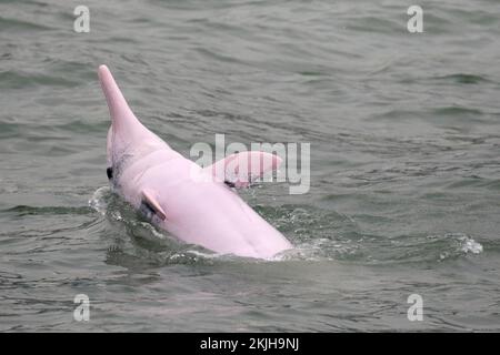 Chinesischer weißer Delfin (Sousa chinensis), westlich der Insel Lantau, im Brackwasser des Pearl River, Hongkong, China, 6. November 2022 Stockfoto