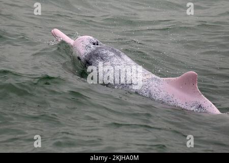 Chinesischer weißer Delfin (Sousa chinensis), westlich der Insel Lantau, im Brackwasser des Pearl River, Hongkong, China, 6. November 2022 Stockfoto