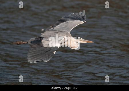 Grey Heron (Ardea cinerea), Seitenansicht, Single Bird im Flug, Nam Sang Wai, New Territories, Hongkong 31. Okt. 2022 Stockfoto