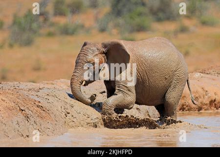 Ein afrikanischer Elefant (Loxodonta africana) spielt in einem schlammigen Wasserloch, Addo Elephant National Park, Südafrika Stockfoto