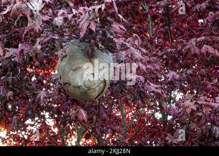 Wespennest im roten Ahornbaum im Herbst. Stockfoto