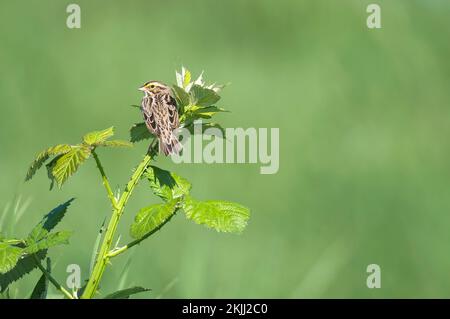 Passerculus sandwichensis - Savannah Sparrow auf dem Ast mit Blick über die Schulter in die Kamera - Kopierraum. Stockfoto