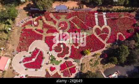 Luftaufnahme von Drohne, rote weihnachtsblume und Wahrzeichen der Windmühle. Mit Hintergrundinformationen im Park in der Nähe des Nationalparks. Loei, THAILAND. Stockfoto