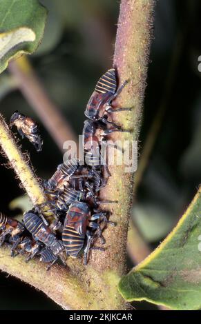 GUMMIBAUMPFÄNGER, SAFTSAUGENDE INSEKTEN (FAMILIE CICADELLIDAE), DIE HIER AUF DEN ZWEIGEN EINES EUKALYPTUSBAUMS ZU SEHEN SIND. Stockfoto