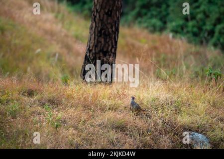 Cheer Fasan oder Catreus wallichii oder Wallichs Fasanenvogel bei Winterwanderung in einem grasbewachsenen, steilen natürlichen Lebensraum am Fuße des himalaya manila Stockfoto