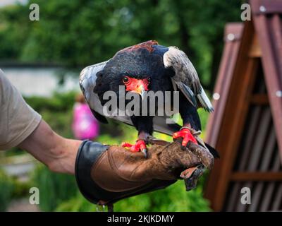 Bateleur (Terathopius ecaudatus), gefangen, Vorkommen in Afrika, aufmerksamer Blick, Vogelpark, Adlerwarte Berlebeck, Detmold, Nordrhein-Westfalen, Ger Stockfoto