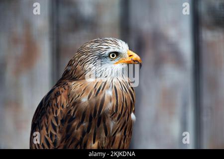 Red Kite (Milvus milvus), auch Red Kite, Forked Harrier oder Royal Harrier in Voliary, Portrait, Captive, Vogelpark, Adlerwarte Berlebeck, Detmold, Germa Stockfoto