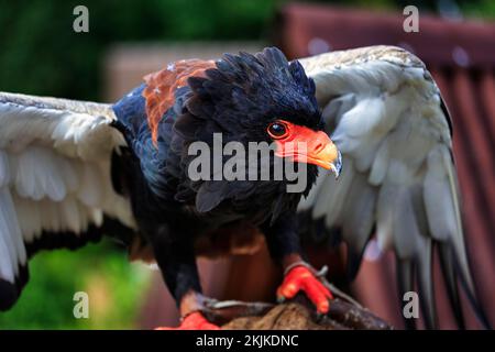 Bateleur (Terathopius ecaudatus), gefangen, Vorkommen in Afrika, aufmerksame Ansicht, Nahaufnahme, Vogelpark, Adlerwarte Berlebeck, Detmold, Teutoburg Forest, Stockfoto