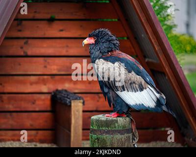 Bateleur (Terathopius ecaudatus), in Gefangenschaft, Vorkommen in Afrika, Vogelpark, Adlerwarte Berlebeck, Detmold, Nordrhein-Westfalen, Deutschland, Europa Stockfoto