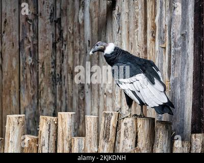 Andenkondor (Vultur gryphus) in Vogelhaus, Gefangenschaft, Vogelpark, Adlerwarte Berlebeck, Detmold, Deutschland, Europa Stockfoto