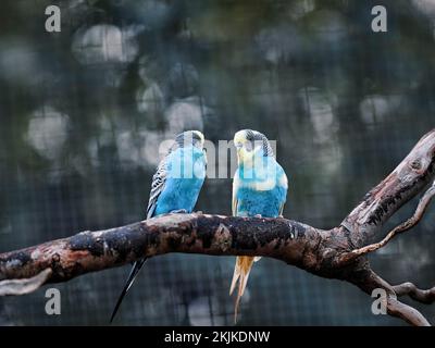 Zwei blaue Wellensittiche (Melopsittacus undulatus), die auf einer Zweigstelle in einem Vogelhaus sitzen, in Gefangenschaft, Deutschland, Europa Stockfoto
