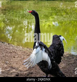 Schwarzer Schwan (Cygnus atratus) mit Spreizflügeln, gefangen, Deutschland, Europa Stockfoto