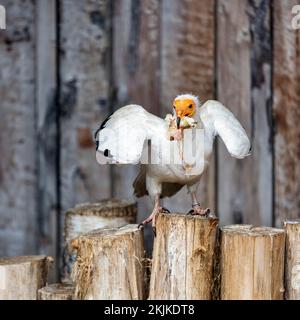 Ägyptischer Geier (Neophron percnopterus) mit Küken, Fütterungsszene im Vogelhaus, Gefangener, Vogelpark, Adlerwarte Berlebeck, Detmold, Deutschland, Europa Stockfoto