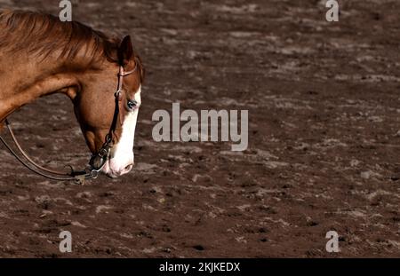 Nahaufnahme von Kopf und Hals mit Kopfstall und Zügeln eines westlichen Pferdes der Rasse American Quarter Horse während des Trainings in der Reiterarena in l Stockfoto