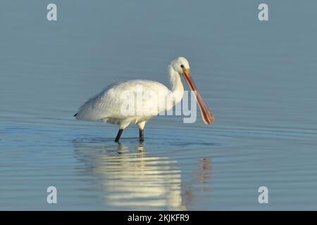 Eurasischer Löffelchen (Platalea leucorodia), Wandern im Wasser während der Futtersuche, Lake Neusiedl National Park, Burgenland Stockfoto