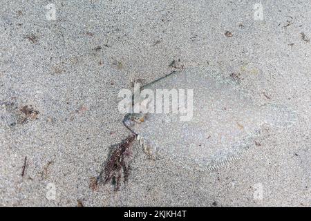 Flunder (Bothus podas), Lanzarote, Kanarische Inseln, Spanien, Europa Stockfoto