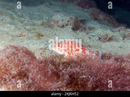 Madeira-Seeteufel (Scorpaena maderensis), Lanzarote, Kanarische Inseln, Spanien, Europa Stockfoto