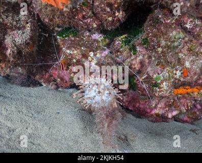 Anemon mit Clubanickips (Telmatactis cricoides) mit atlantischen, weiß gebänderten, saubereren Garnelen (Lysmata grabhami), Lanzarote. Kanarische Inseln, Spanien, Europa Stockfoto