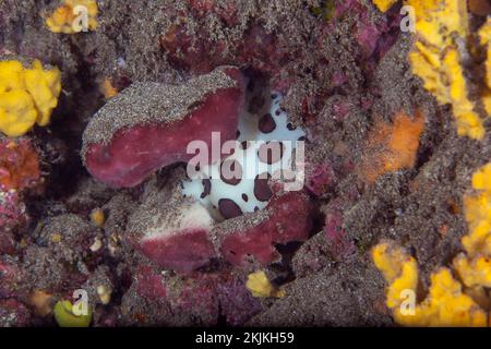 Leopardenschnecke (Peltodoris atromaculata), Lanzarote. Kanarische Inseln, Spanien, Europa Stockfoto