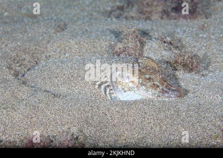 Gemeiner Tintenfisch (Sepia officinalis) versteckt sich im Sand, Lanzarote. Kanarische Inseln, Spanien, Europa Stockfoto