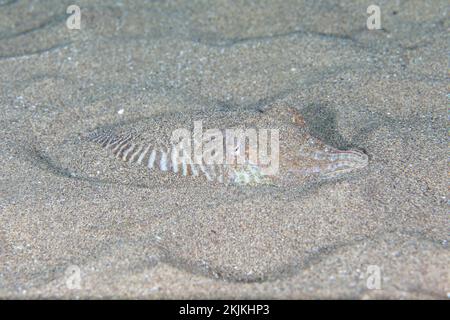 Gemeiner Tintenfisch (Sepia officinalis) versteckt sich im Sand, Lanzarote. Kanarische Inseln, Spanien, Europa Stockfoto