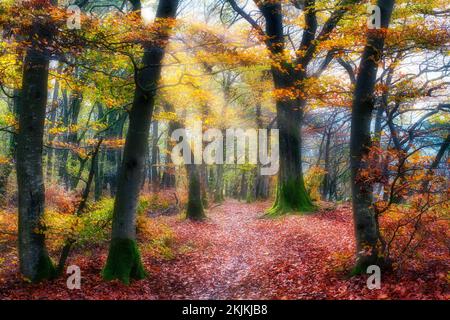 Sonne scheint durch Bäume und Nebel in herbstfarbener Buche (Fagus sylvatica), Herbstblätter auf dem Waldweg, Jurapark, Kanton Aargau, Switzerla Stockfoto