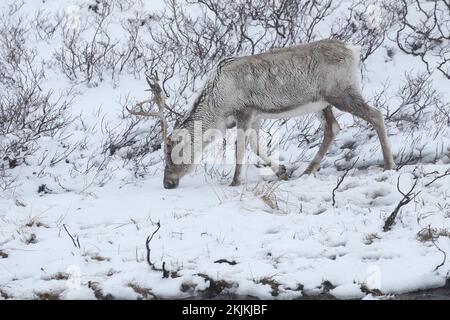 Rentiere (Rangifer tarandus), Futtersuche im Schnee, Lappland, Norwegen, Europa Stockfoto